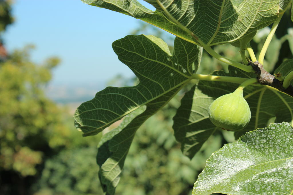 Agriturismo Regno Verde Narni Kültér fotó